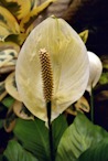 423963458 White Anthurium